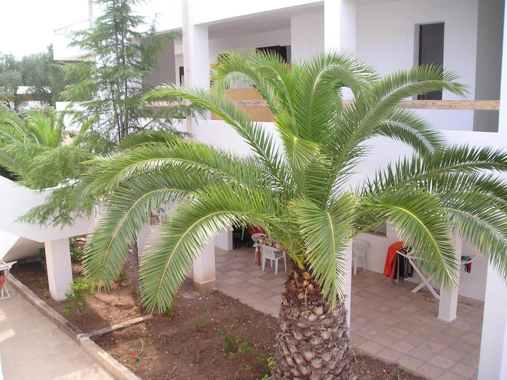 Appartamenti Gallo Club Vieste Exteriör bild